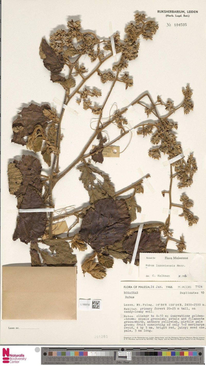 Rubus luzoniensis photo 2
