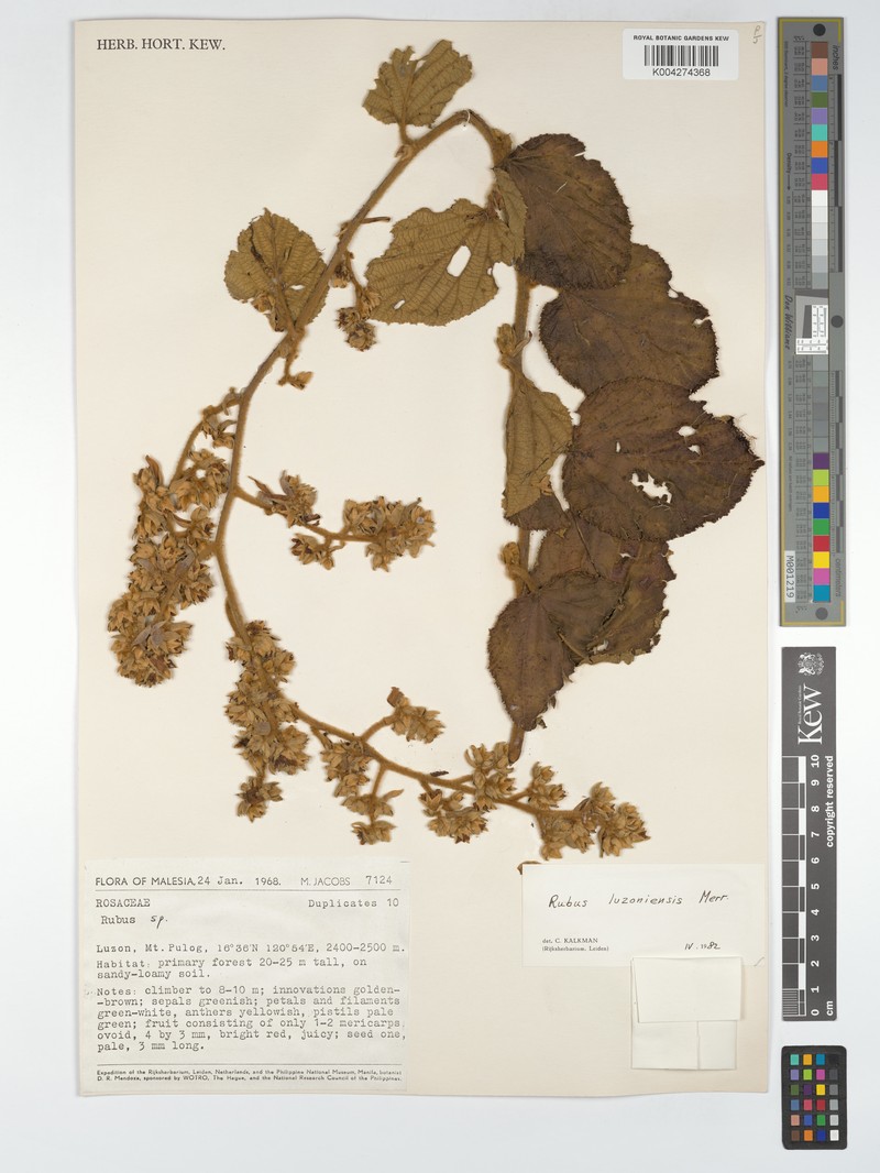 Rubus luzoniensis photo 3