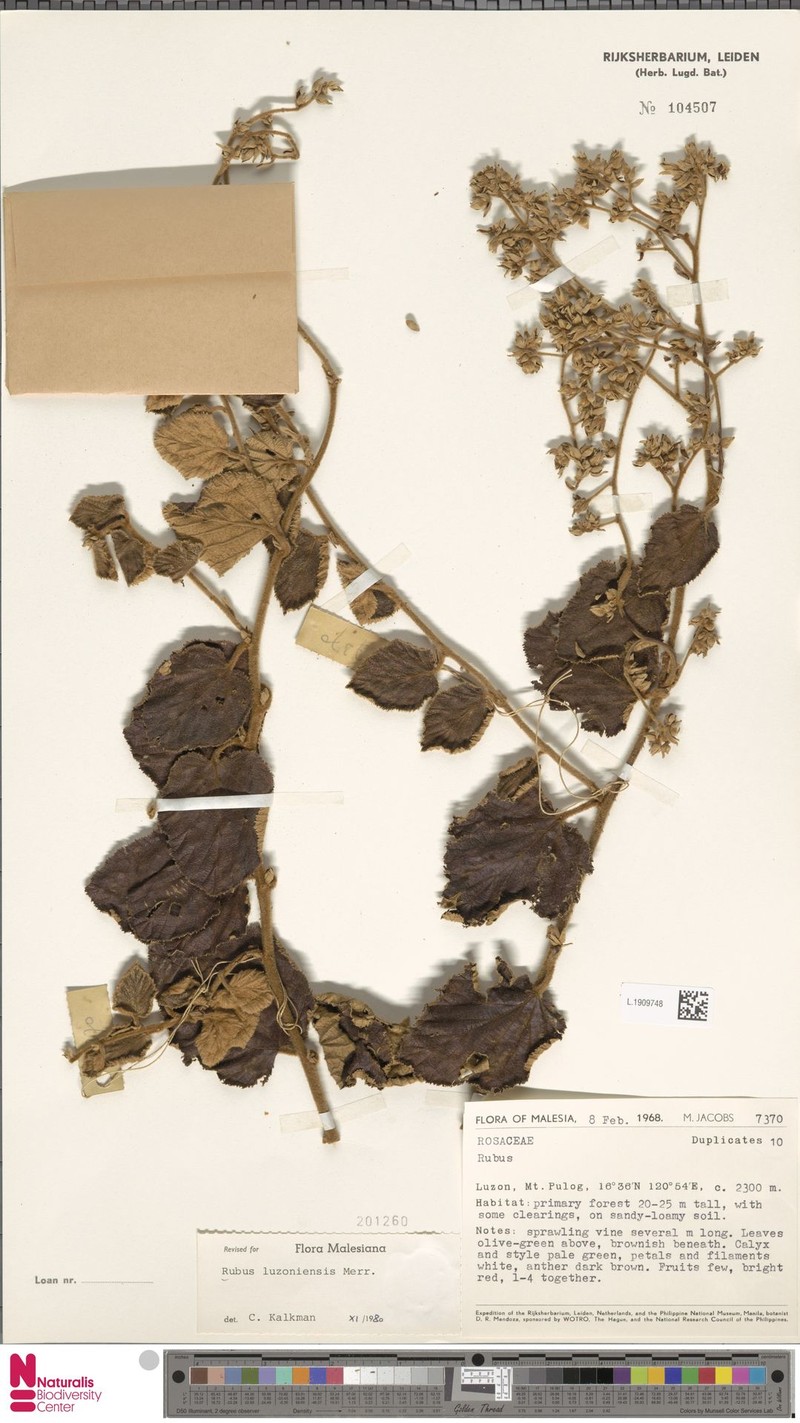 Rubus luzoniensis photo 4