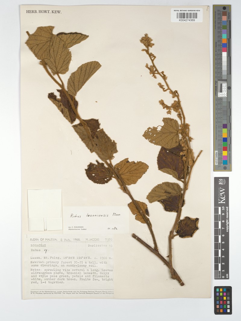 Rubus luzoniensis photo 5