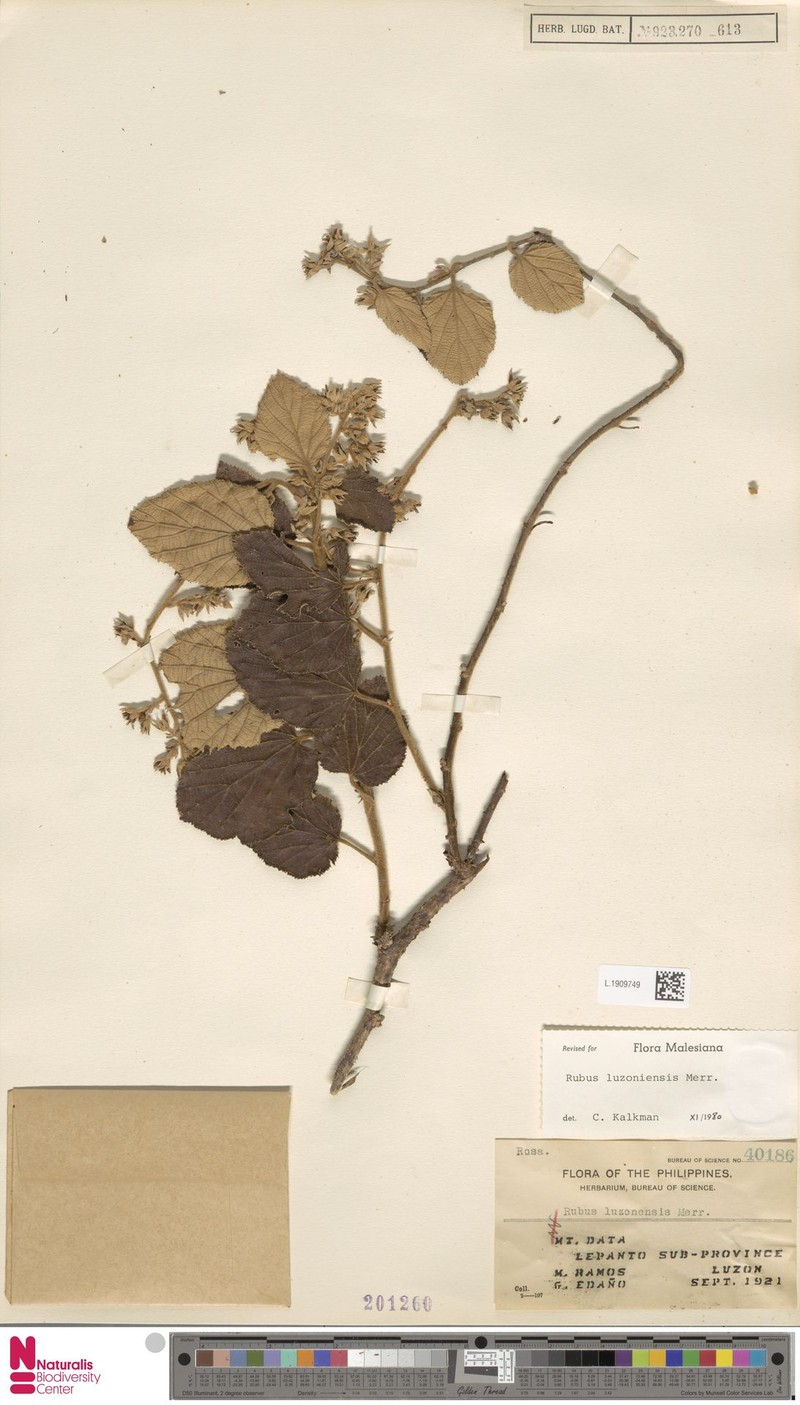 Rubus luzoniensis photo 6