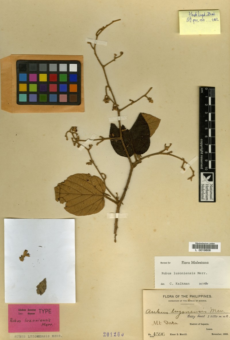 Rubus luzoniensis photo 7