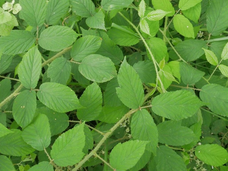 Rubus macescens