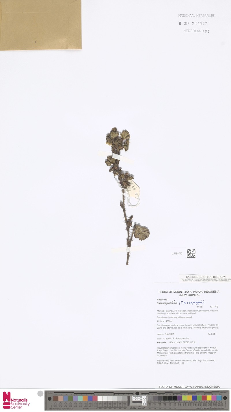 Rubus macgregorii