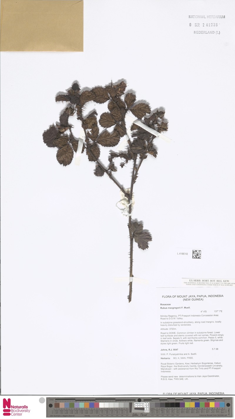 Rubus macgregorii photo 2
