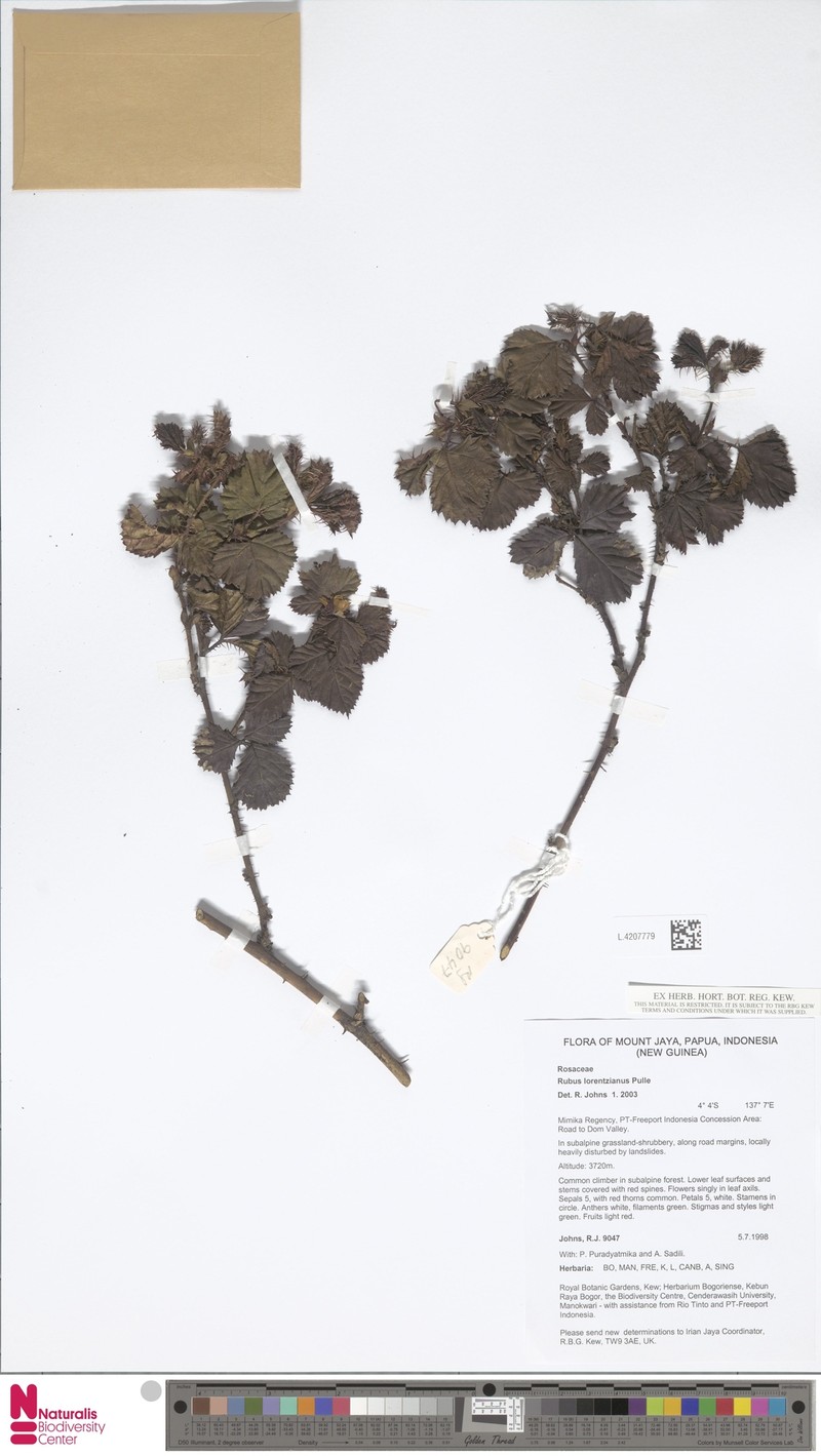 Rubus macgregorii photo 3