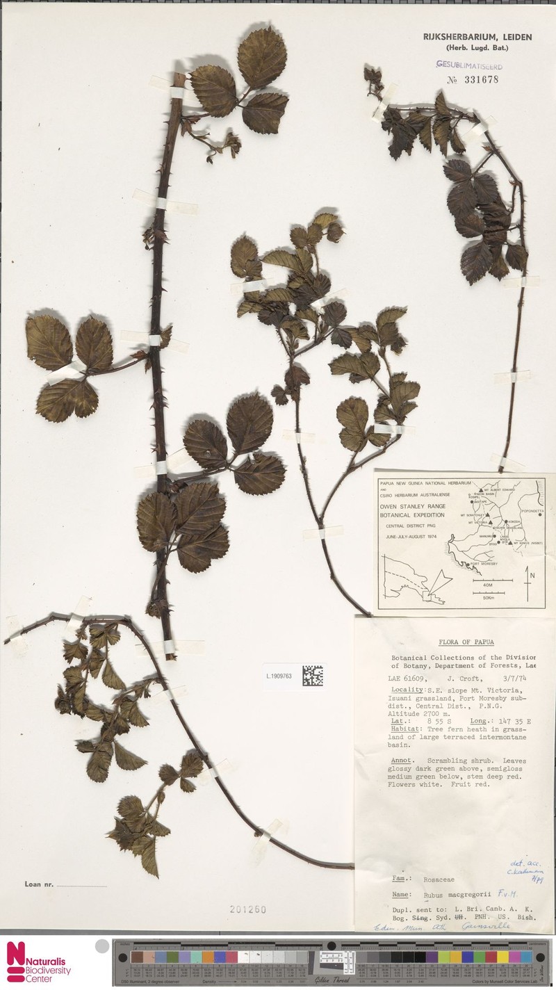 Rubus macgregorii photo 4