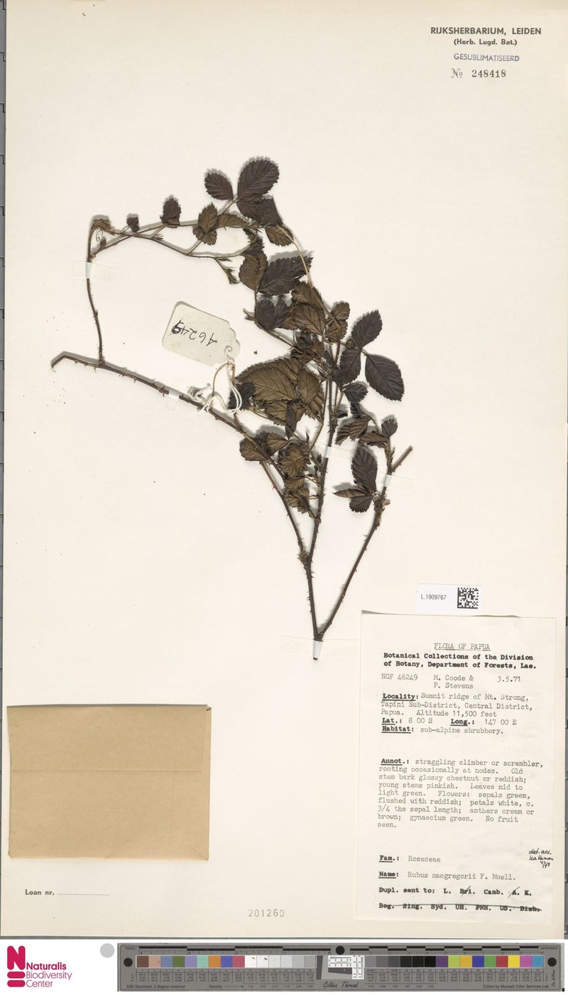 Rubus macgregorii photo 6