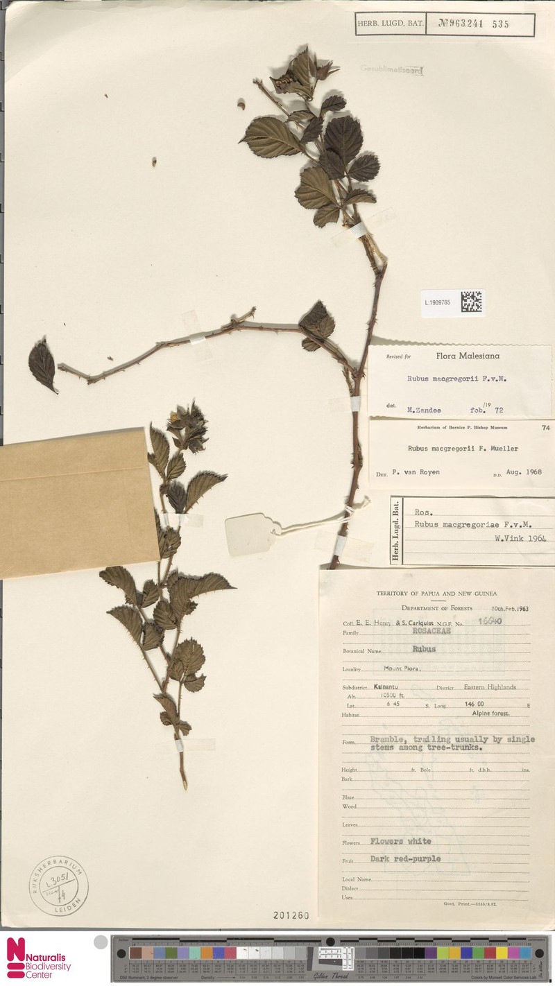 Rubus macgregorii photo 7