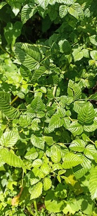 Rubus macilentus