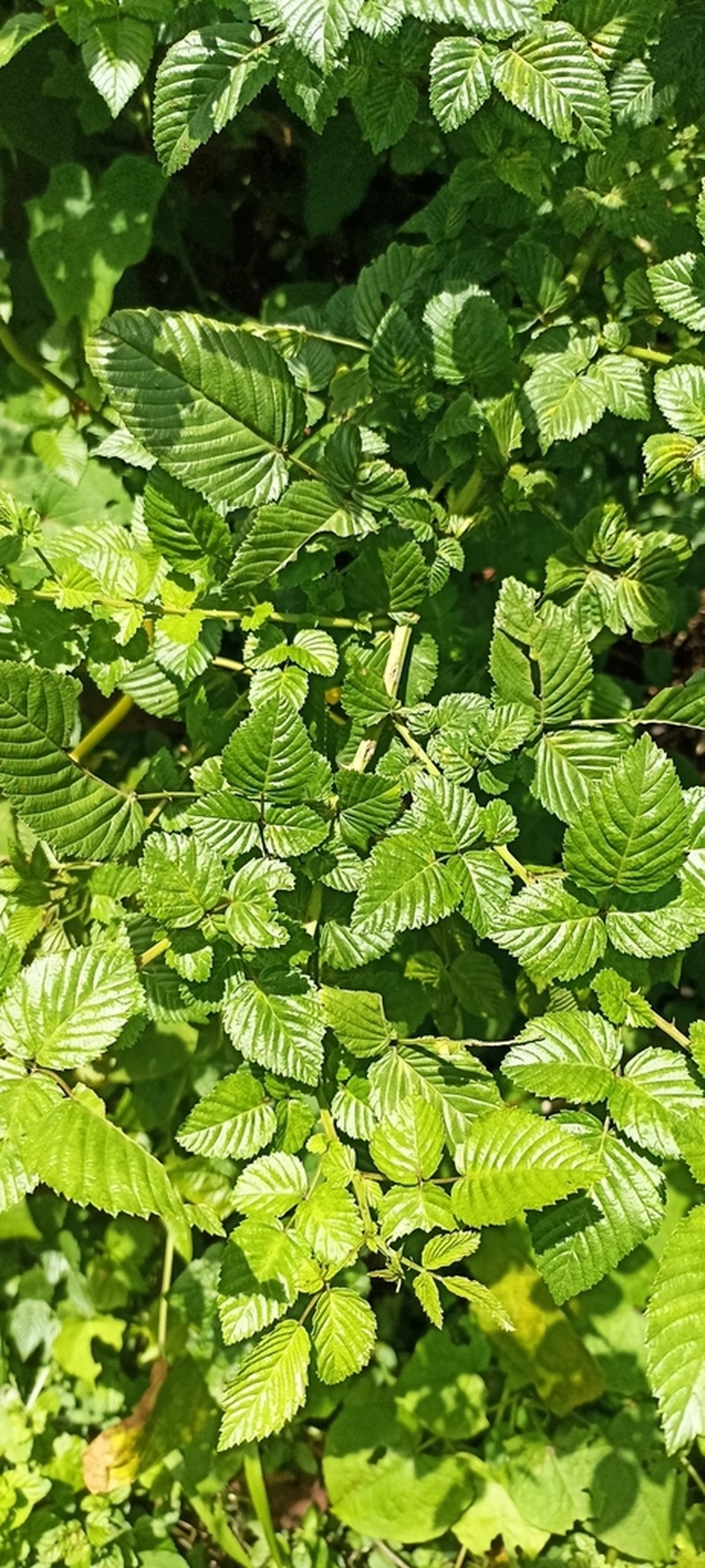 Rubus macilentus