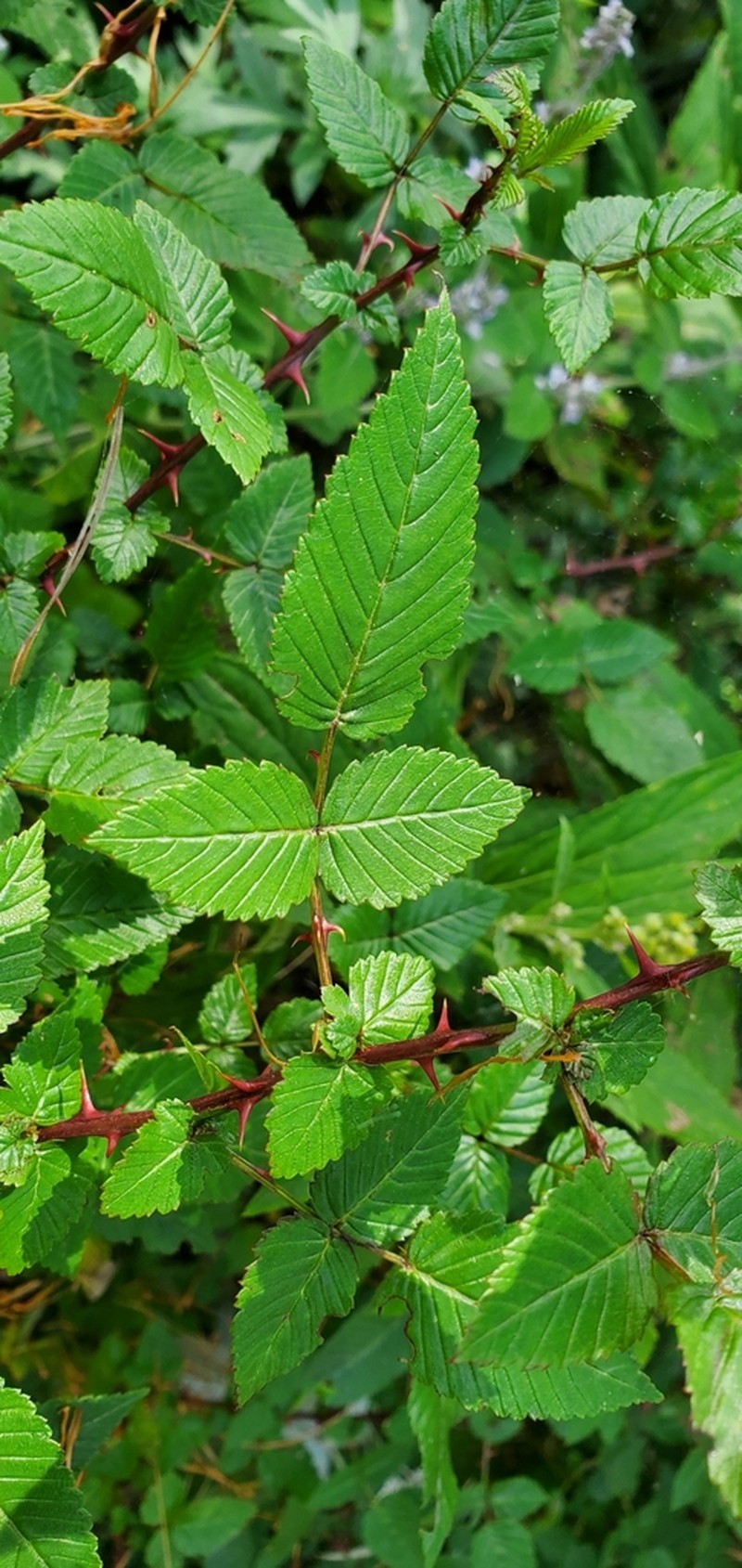 Rubus macilentus photo 2