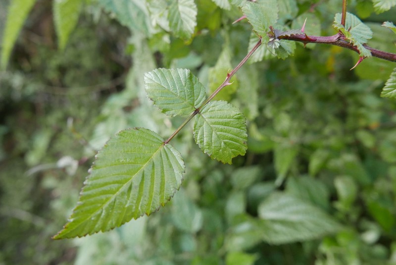Rubus macilentus photo 3