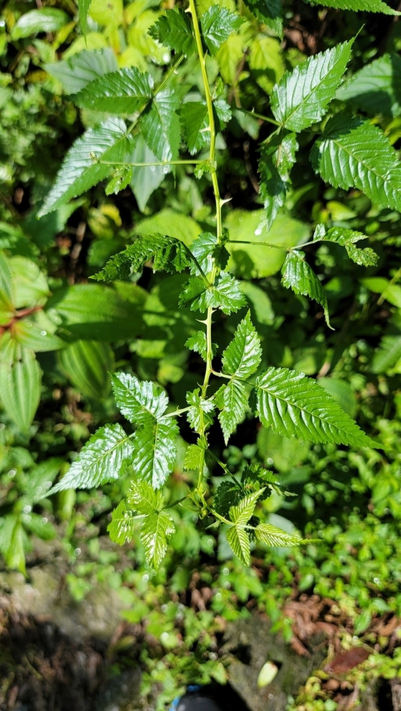 Rubus macilentus photo 4