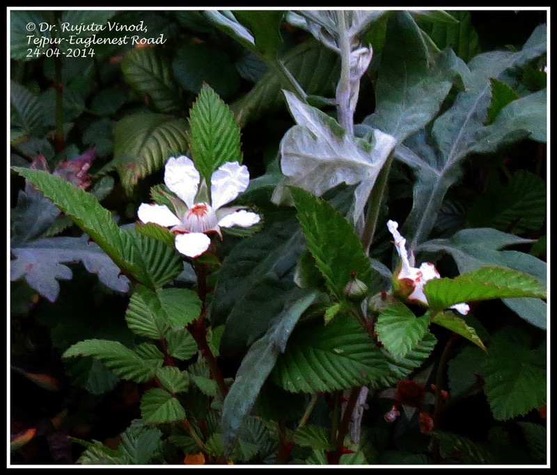 Rubus macilentus photo 5