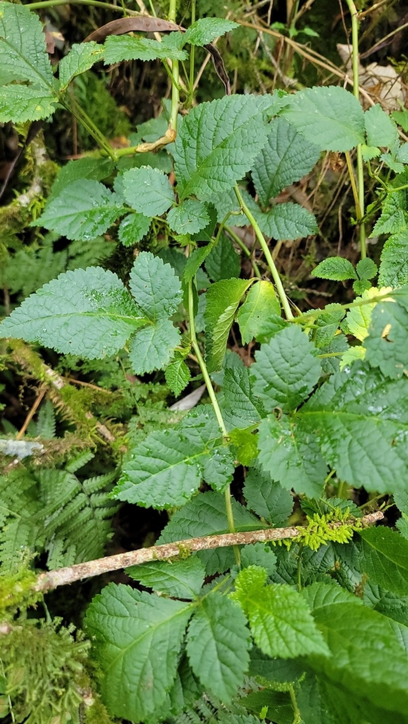 Rubus macilentus photo 6