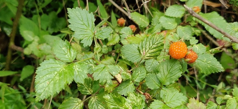 Rubus macilentus photo 7