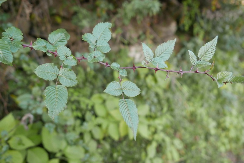 Rubus macilentus photo 8