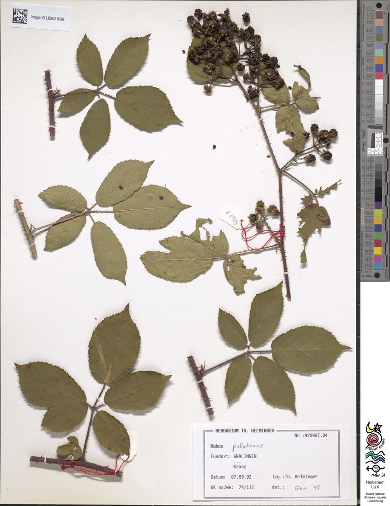 Rubus macrodontus