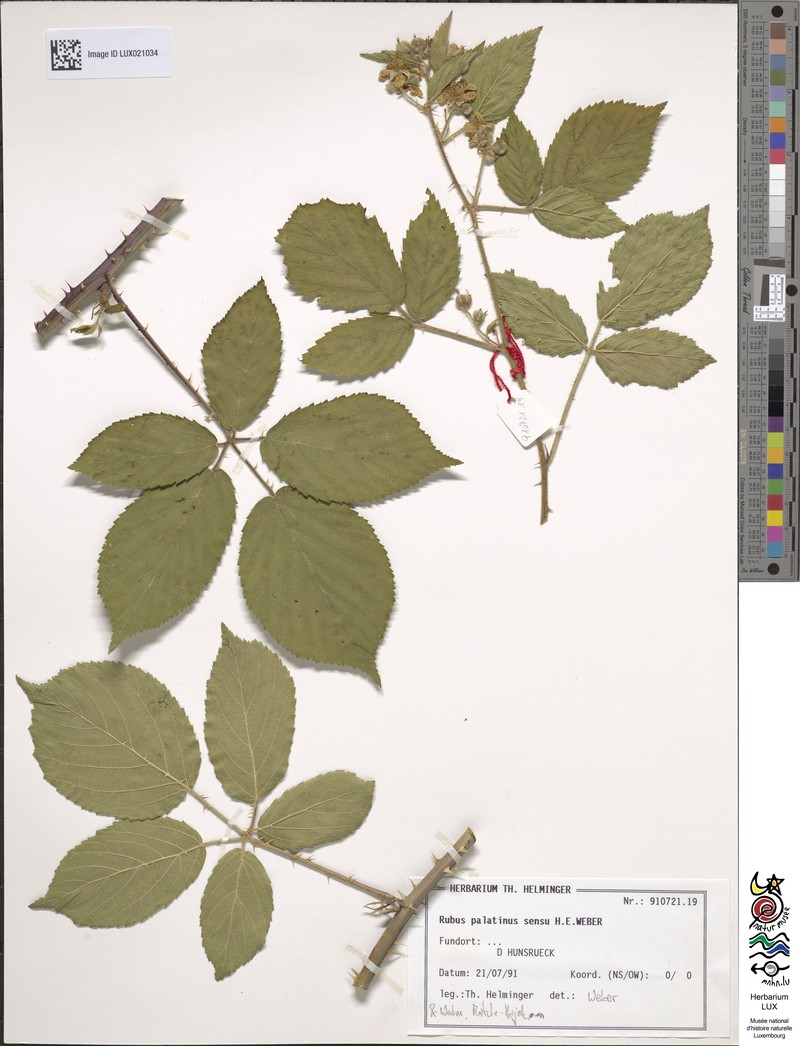 Rubus macrodontus photo 2