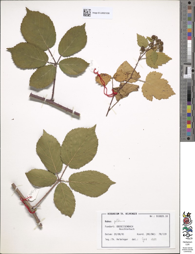 Rubus macrodontus photo 3