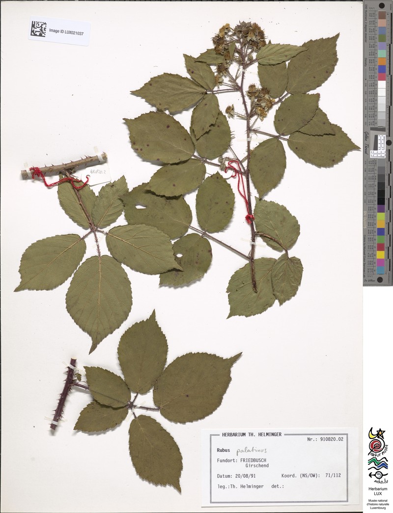 Rubus macrodontus photo 4