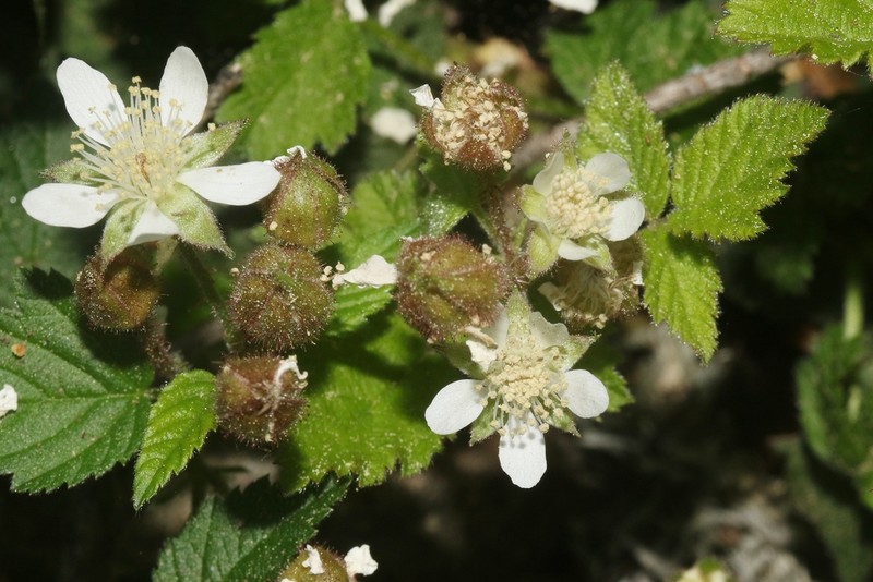 Rubus macropetalus photo 2