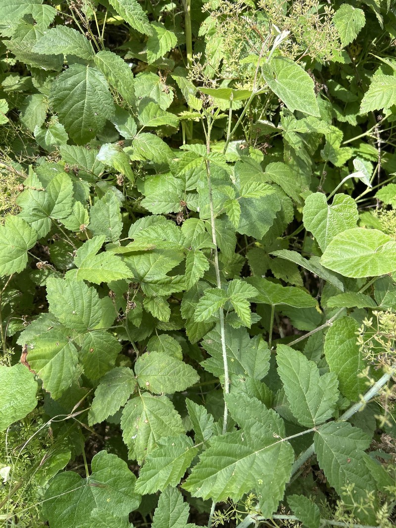 Rubus macropetalus photo 4