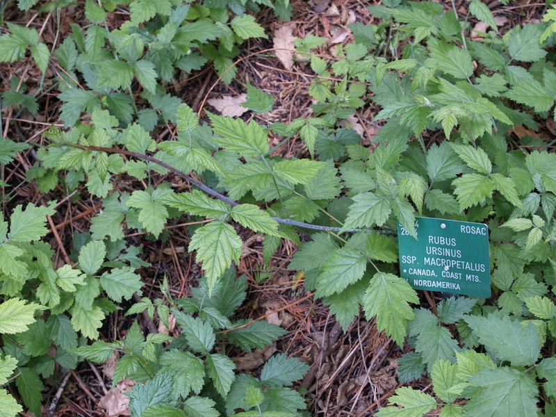 Rubus macropetalus photo 6