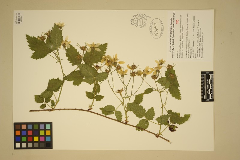 Rubus macropetalus photo 7