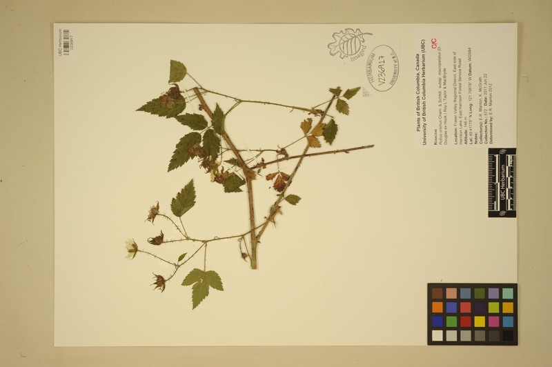 Rubus macropetalus photo 8