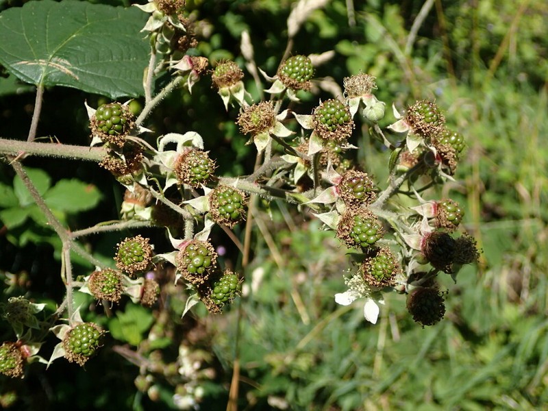 Largeleaf Blackberry photo 2