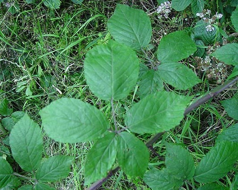 Largeleaf Blackberry photo 3