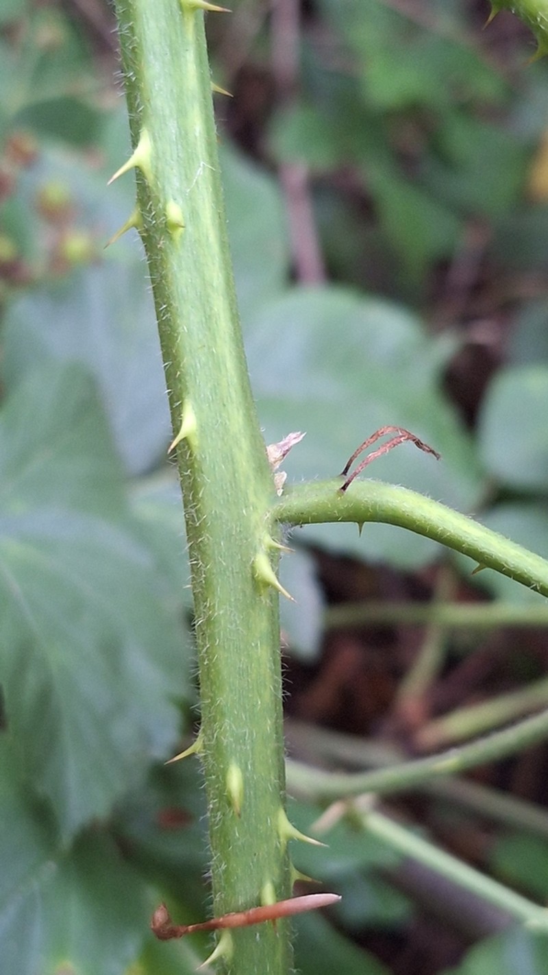 Largeleaf Blackberry photo 4