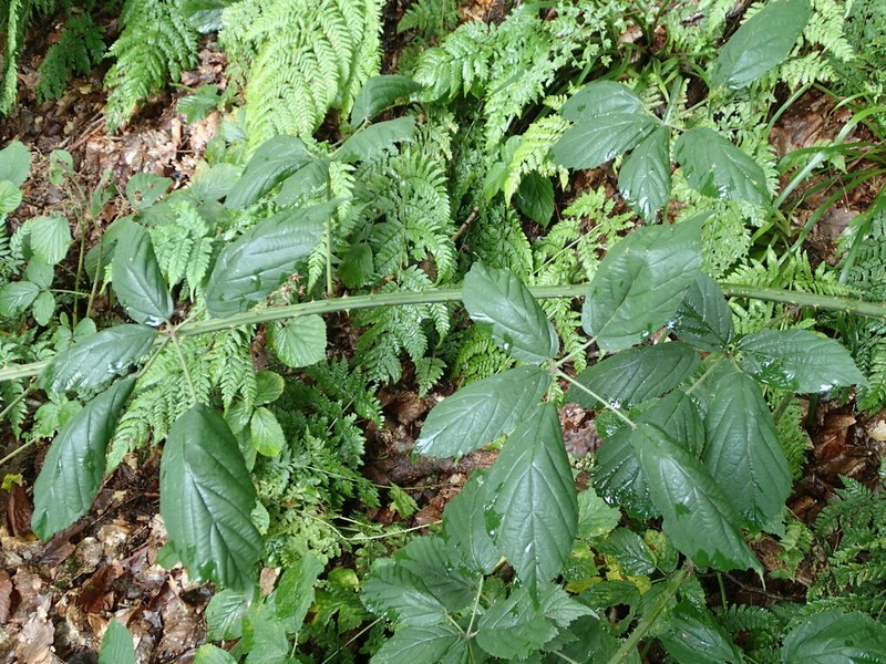 Largeleaf Blackberry photo 5