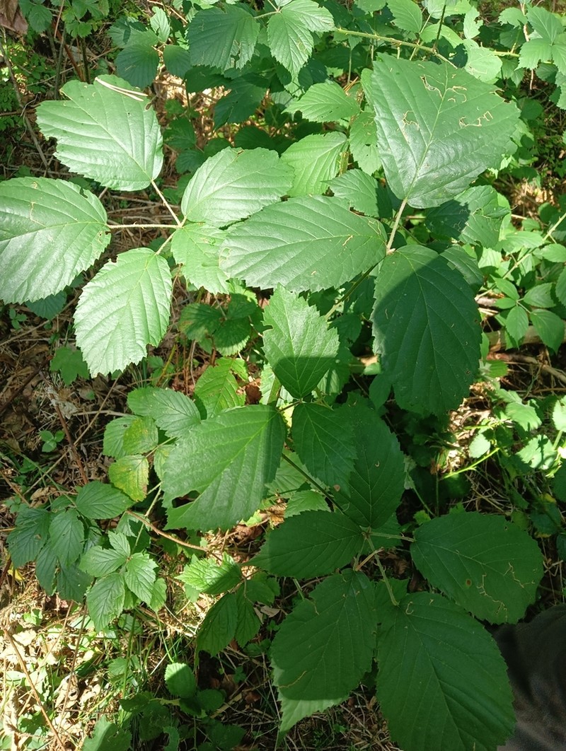 Largeleaf Blackberry photo 6