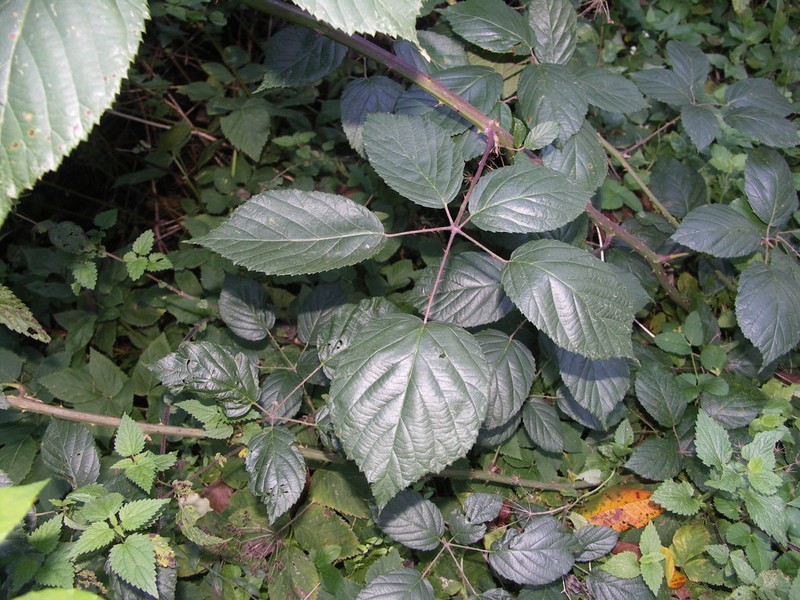 Largeleaf Blackberry photo 7