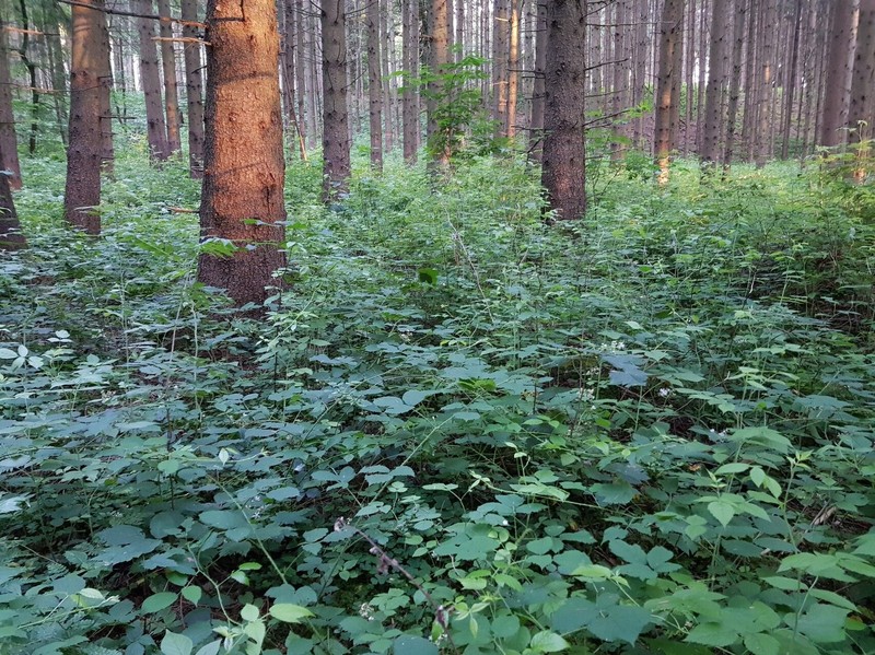 Rubus macrostachys