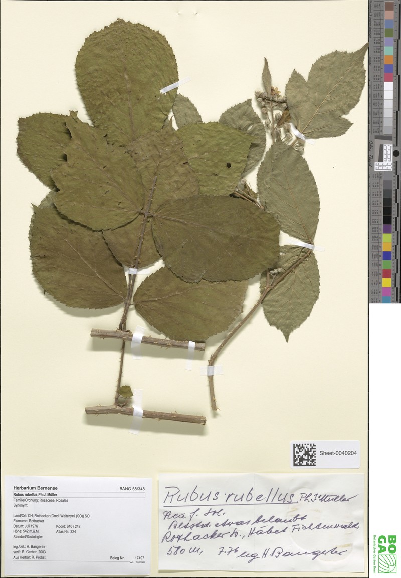 Rubus macrostachys photo 2