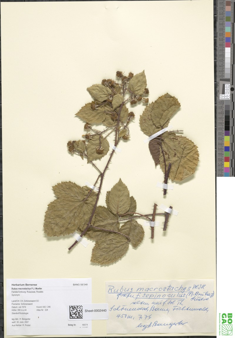 Rubus macrostachys photo 3