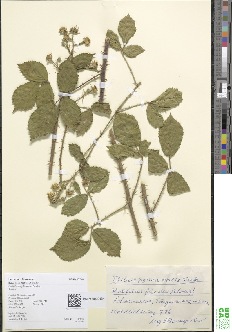 Rubus macrostachys photo 4
