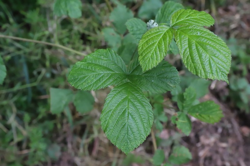 Rubus macrostemonides