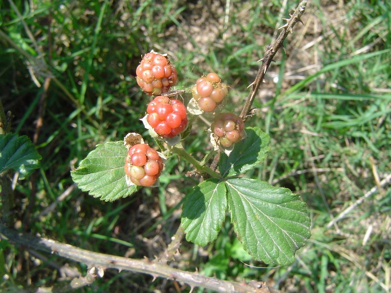 Rubus macvaughianus photo 2