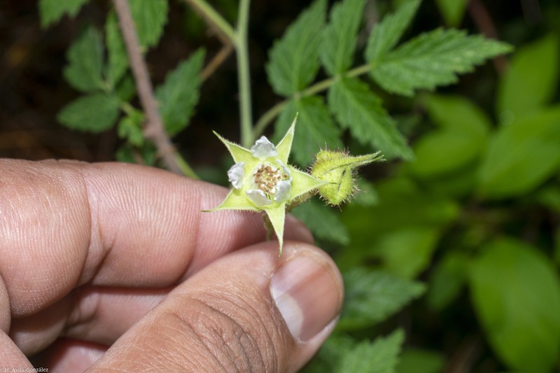 Rubus macvaughianus photo 3