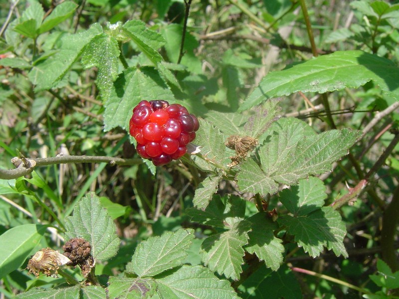 Rubus macvaughianus photo 4