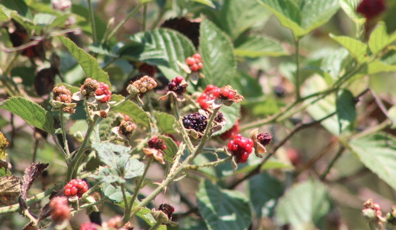 Rubus macvaughianus photo 5