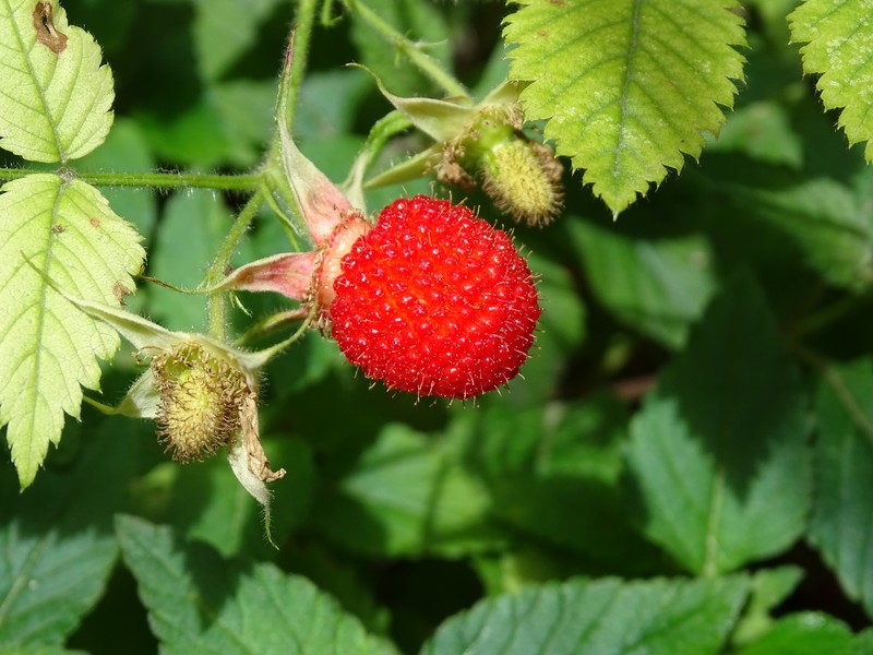 Rubus macvaughianus
