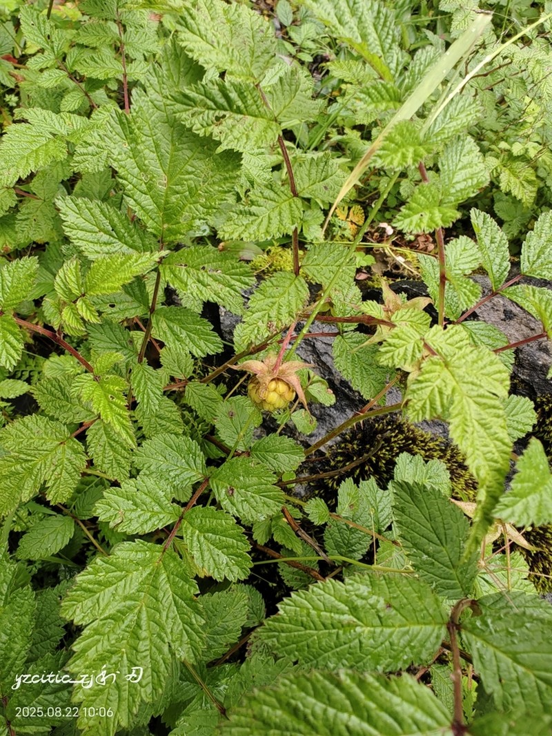 Rubus maershanensis