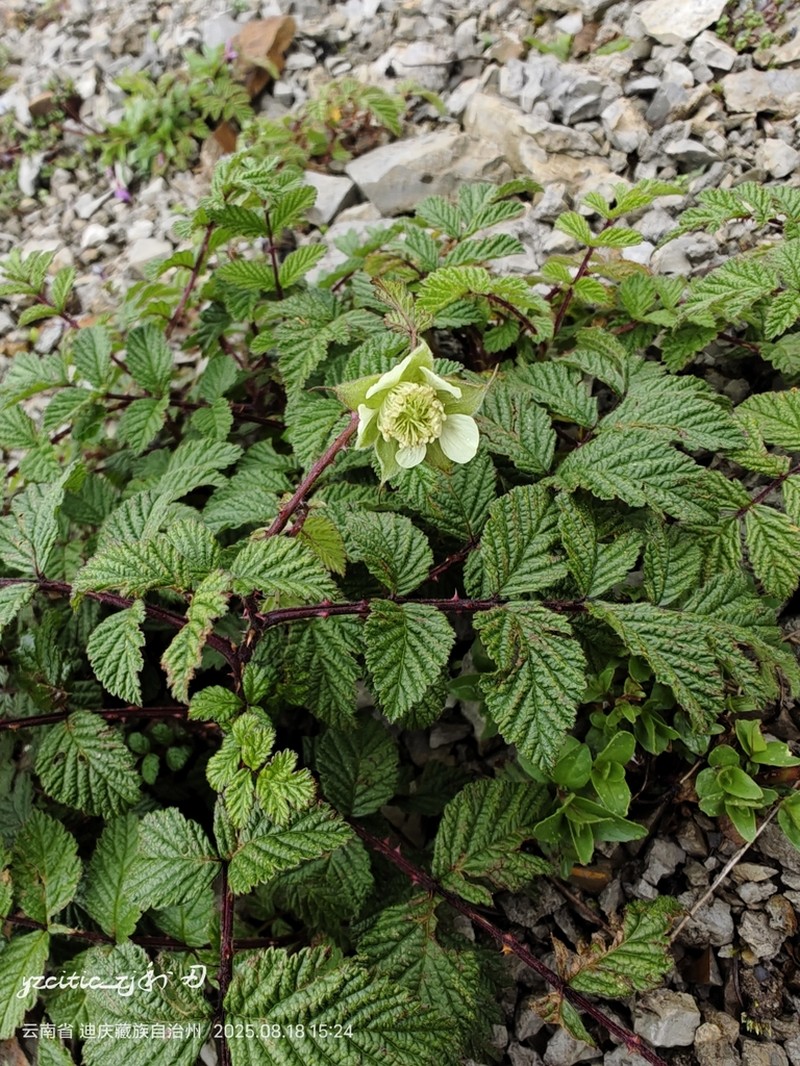 Rubus maershanensis photo 2