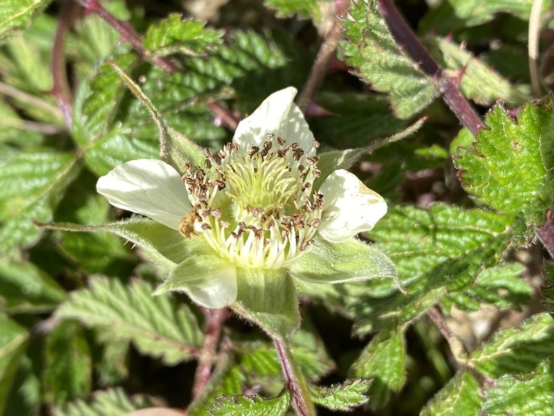 Rubus maershanensis photo 3